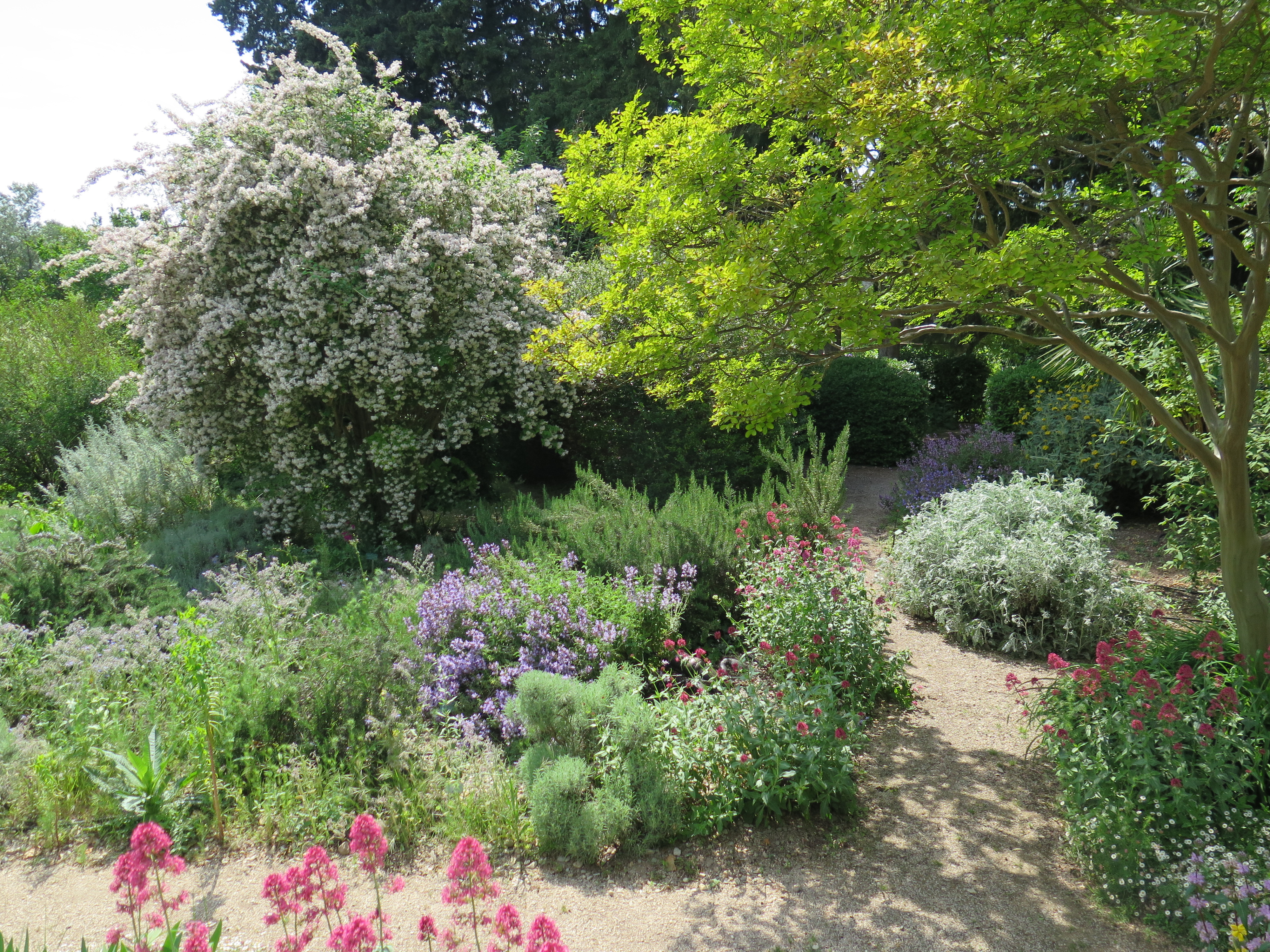 Photo jardin fleuri harmas